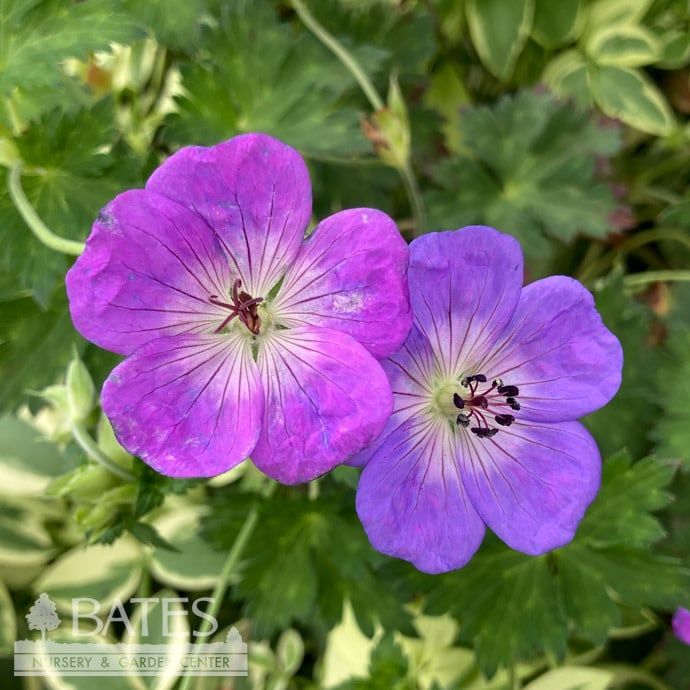 #1 Geranium x Rozanne/ Dwarf Purple Cranesbill