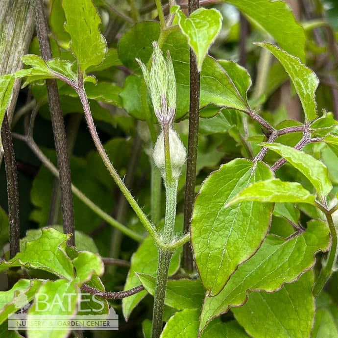 #1 Clematis Royal Cascade/ Purple