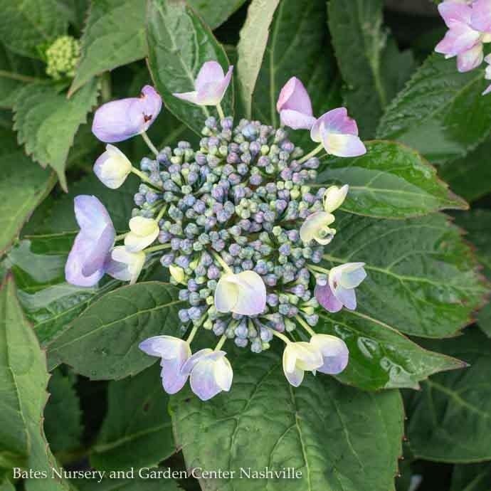 #1 Hydrangea mac Let&#39;s Dance &#39;Rhythmic Blue&#39;/ Bigleaf/ Mophead Rebloom Blue to Pink