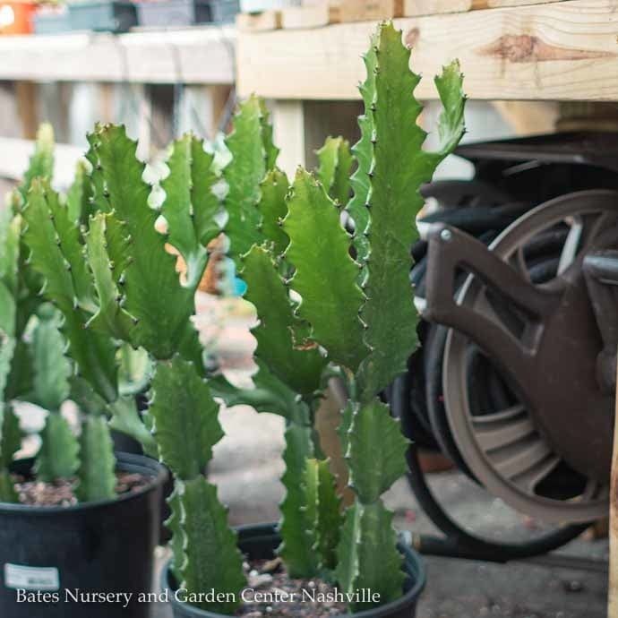 15g/17p! Euphorbia Ingens 12&#39;+ / Cactus /Tropical