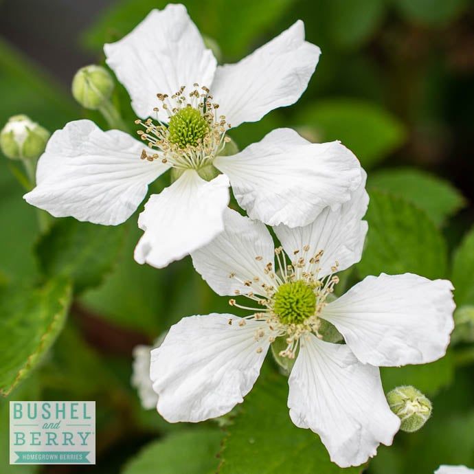 Edible #2 Rubus fruticosus Bushel and Berry &#39;Baby Cakes&#39;/ Dwarf Thornless Blackberry