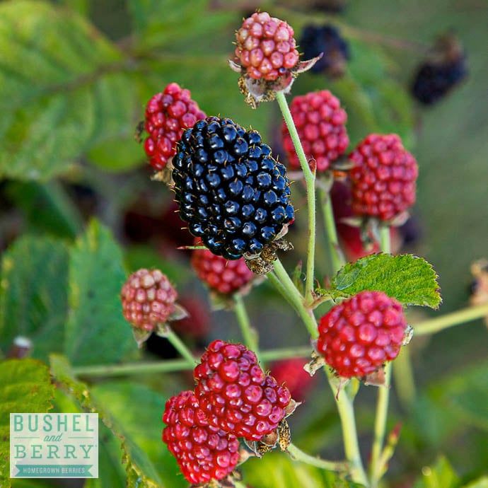Edible #2 Rubus fruticosus Bushel and Berry &#39;Baby Cakes&#39;/ Dwarf Thornless Blackberry