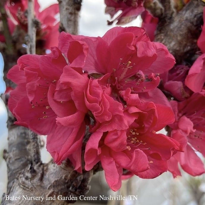 Edible Topiary #10PT Prunus persica Bonanza/ Dwarf Patio Peach Tree