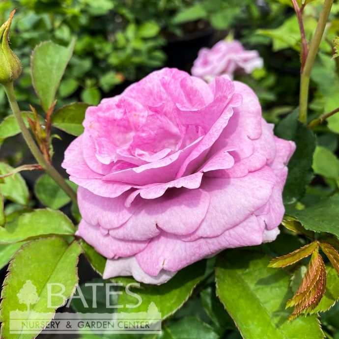 #3 Rosa Violet&#39;s Pride/ Lavender Downton Abbey Floribunda Rose - No Warranty