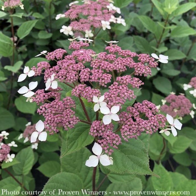 #3 Hydrangea arb sub radiata PW Invincibelle Lace/ Dwarf Smooth Plum Native (TN)
