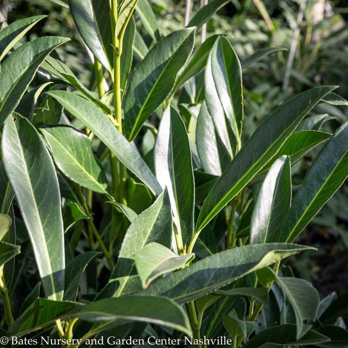 #10 5.5-6ft. Prunus lauro Schipkaensis/ Schip Cherry Laurel
