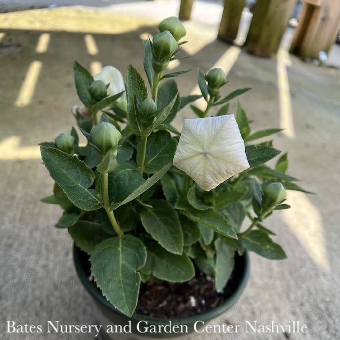 #1 Platycodon grand Twinkle &#39;White&#39;/ Dwarf Balloon Flower