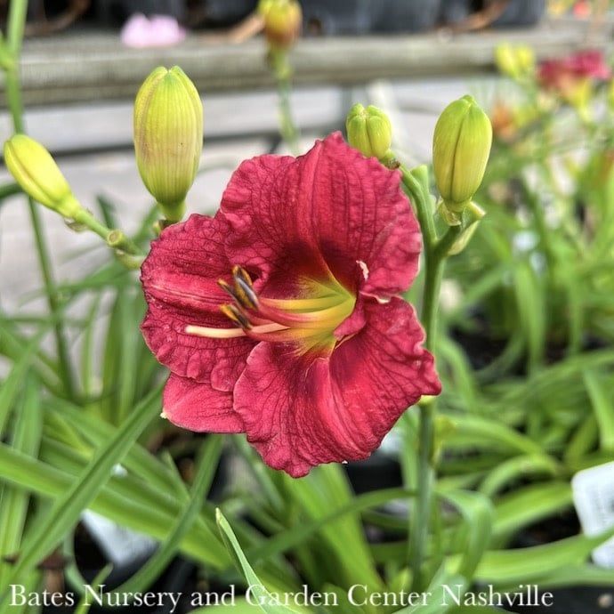 #1 Hemerocallis &#39;Siloam Show Girl&#39;/Daylily Red