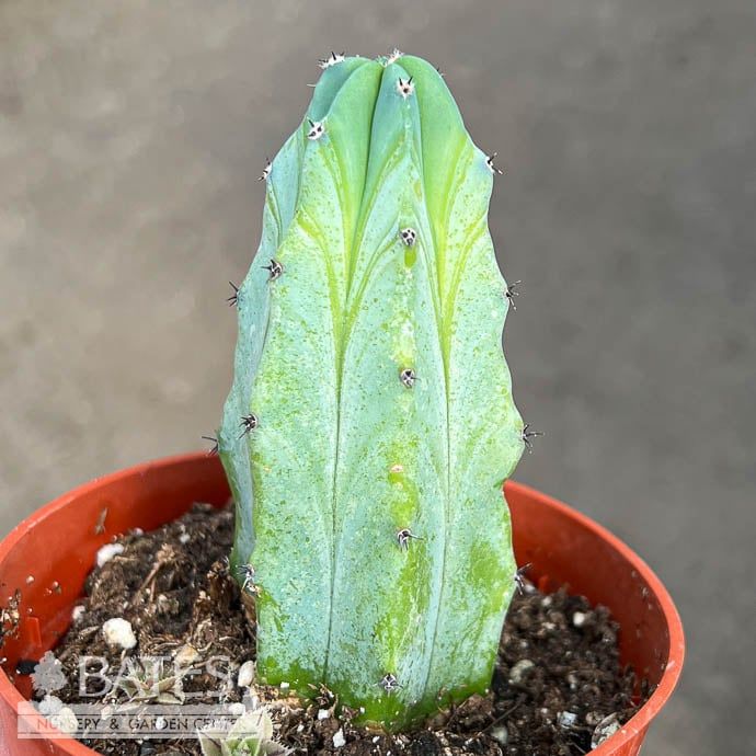 4p! Cactus Myrtillocactus Geometrizan  /Tropical