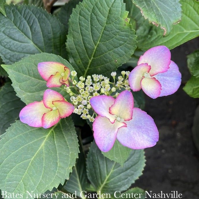 #2 Hydrangea mac Seaside Serenade &#39;Crystal Cove&#39;/ Bigleaf/ Purple Pink Lacecap Rebloom