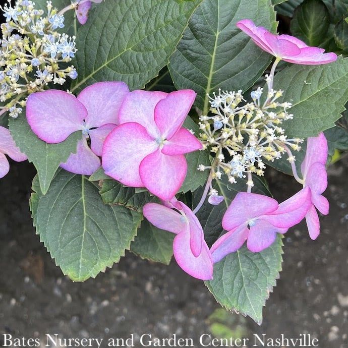 #2 Hydrangea mac Seaside Serenade &#39;Crystal Cove&#39;/ Bigleaf/ Purple Pink Lacecap Rebloom