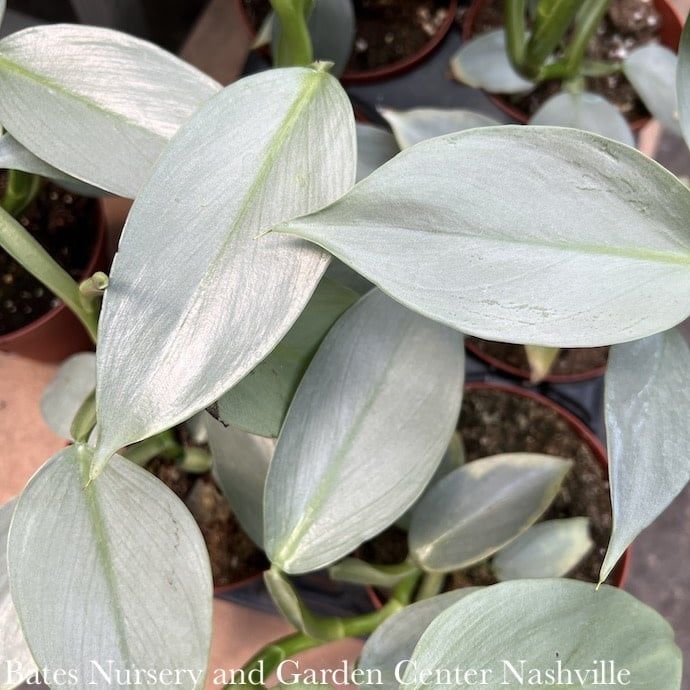 8p! Philodendron Silver Sword TOTEM  /Tropical