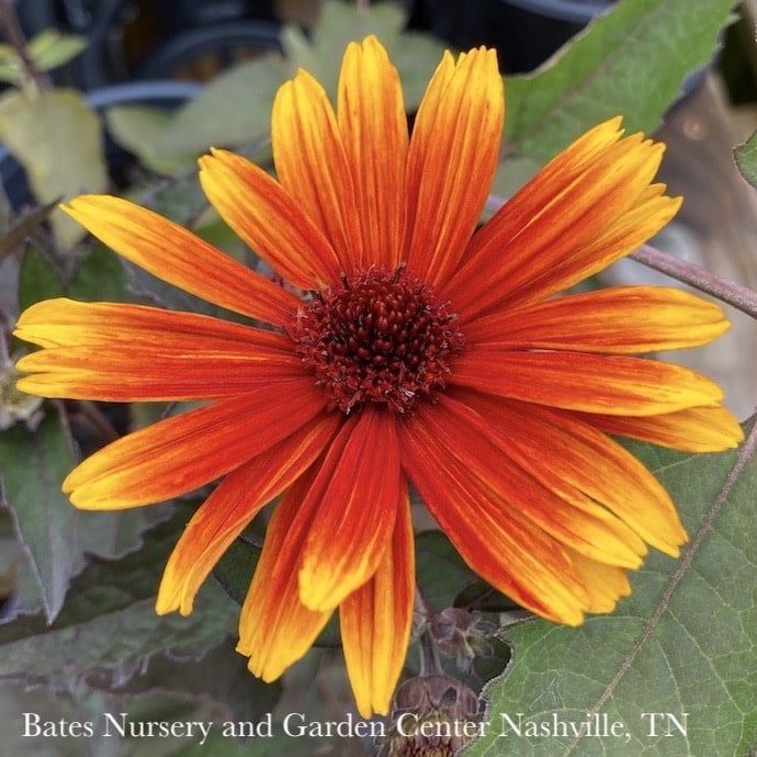#1 Heliopsis heli var scabra Funky Spinner/ Dark Leaves False Sunflower Native (R)