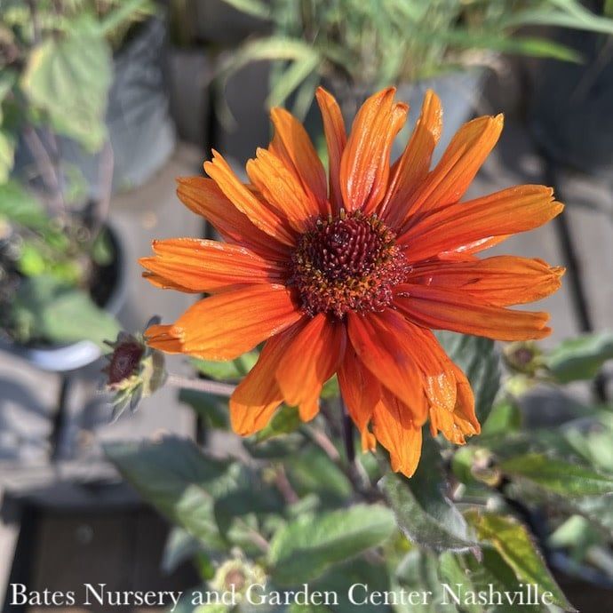 #1 Heliopsis heli var scabra Funky Spinner/ Dark Leaves False Sunflower Native (R)