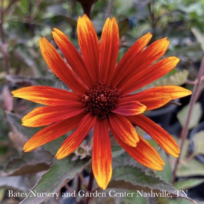 #1 Heliopsis heli var scabra Funky Spinner/ Dark Leaves False Sunflower Native (R)