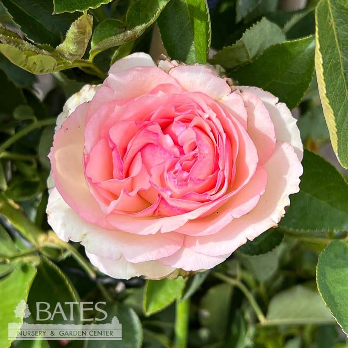 #2 STK Rosa Eden/ Pink/White Climbing Rose - No Warranty