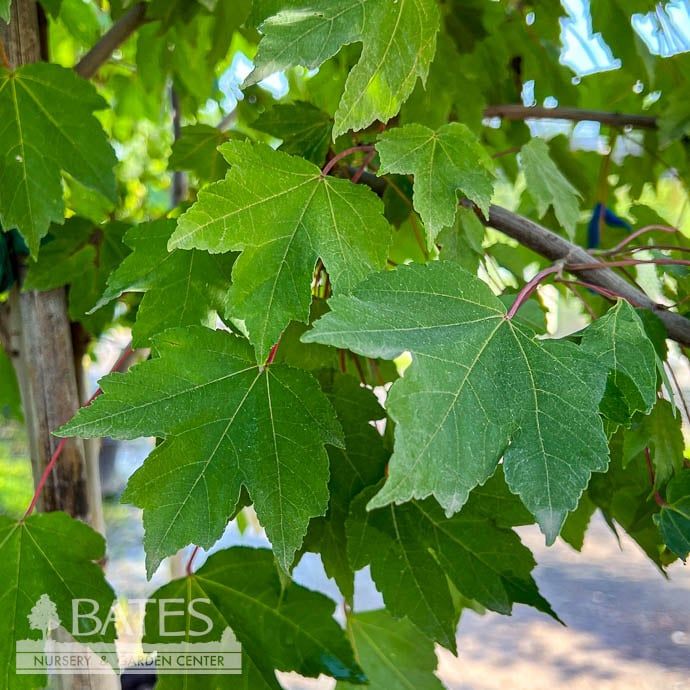 #15 Acer x free Celebration/ Red Maple