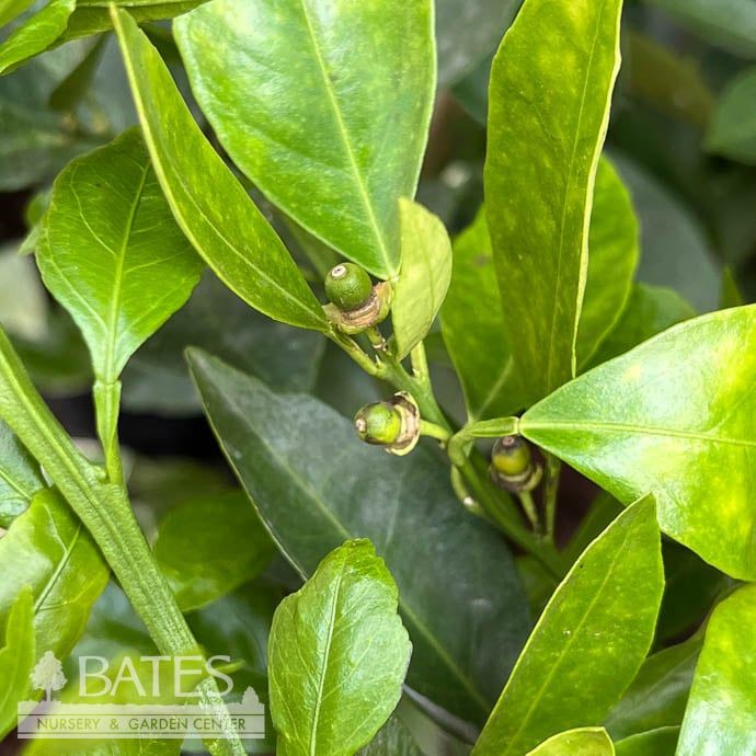 Tropical Edible #3 Citrus Owari Satsuma/ Semi-dwarf Mandarin Orange - No Warranty