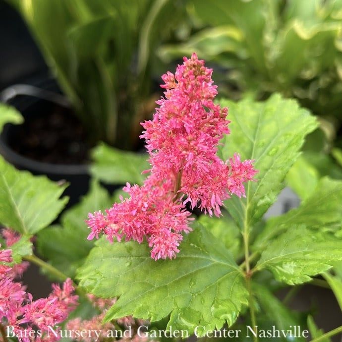 #1 Astilbe x Younique Ruby Red