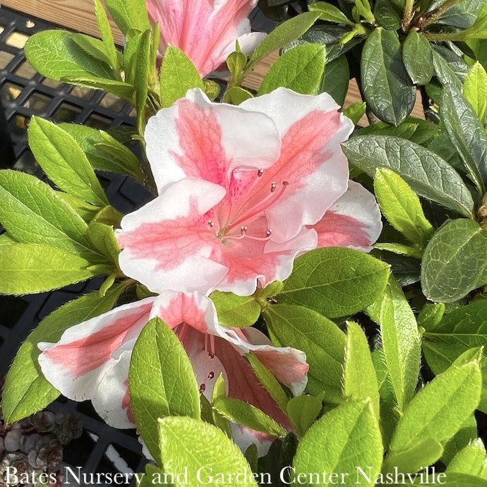 #3 Azalea x Encore Autumn Starburst/ Repeat Dwarf Coral w/ White Edges