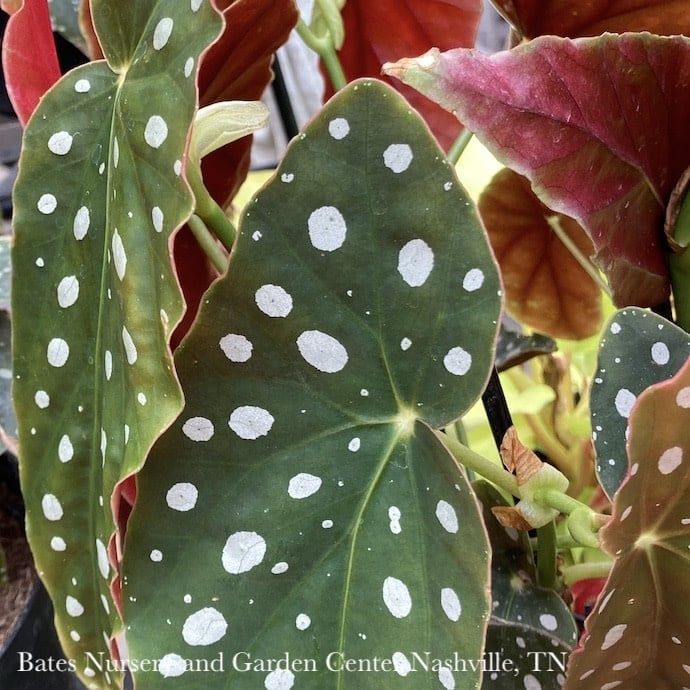 4p! Begonia Maculata (Polka Dots)  /Tropical
