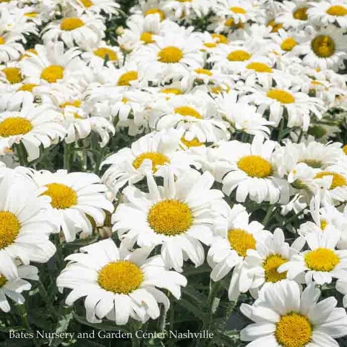 #1 Leucanthemum PW Amazing Daisies 'Daisy May'/ Shasta Daisy