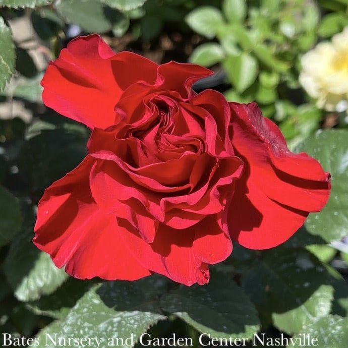 #3 Rosa Legends/ Red Hybrid Tea Rose - No Warranty