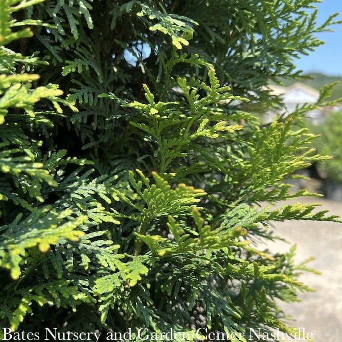 #15 Thuja pl Northern Spire/ Columnar Arborvitae