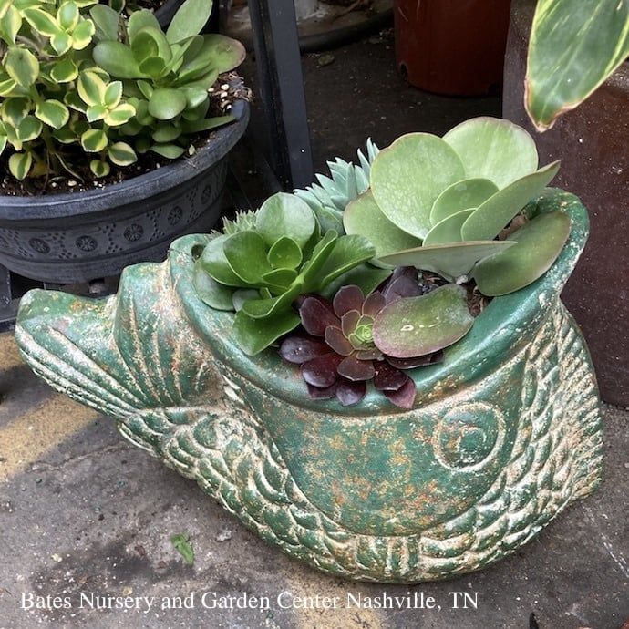 Small Rustic Combo Animal Assortment w/ Succulents