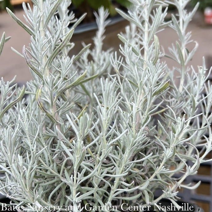 #1 Lavandula sto sub pend Ghostly Princess/ Spanish Lavender - No Warranty