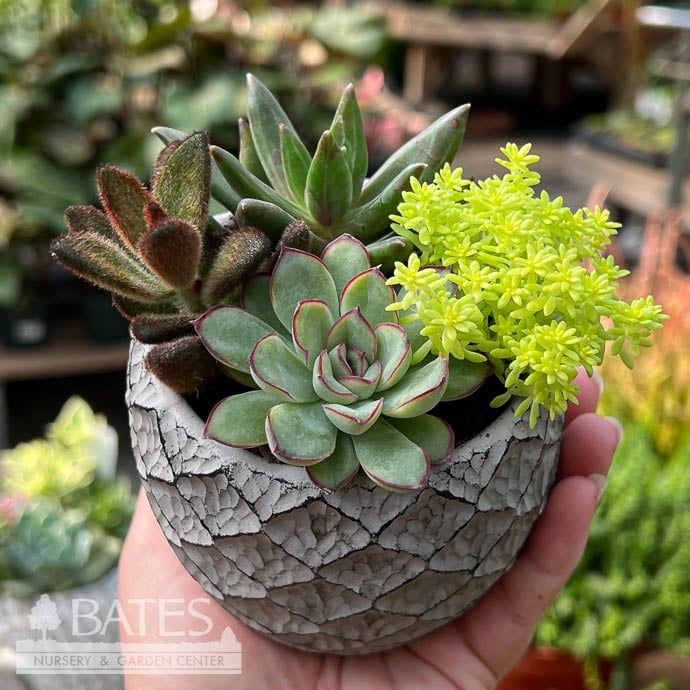3.5P Cement Lattice Print w/ Succulents