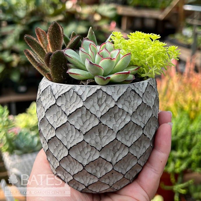 3.5P Cement Lattice Print w/ Succulents