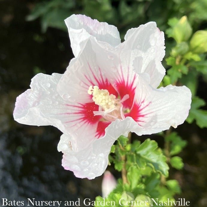 Topiary Patio Tree #5 Hibiscus syr Chateau de Chantilly/ White Rose of Sharon/ Althea