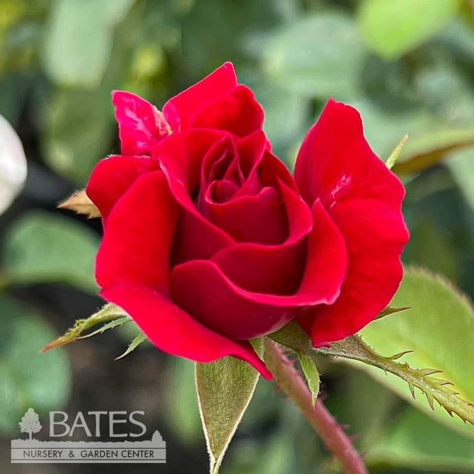 #3 Rosa Take It Easy/ Red Shrub Rose - No Warranty