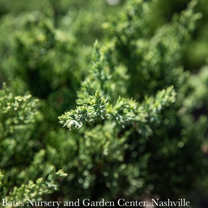 #1 Juniperus squam expansa Parsonii/ Parson&#39;s Creeping Juniper