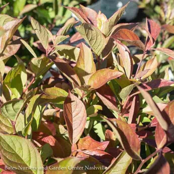 #3 Itea virginica PW Little Henry/ Dwarf Virginia Sweetspire Native (TN)