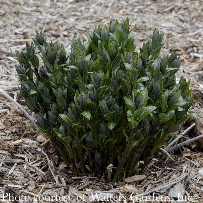 #1.5 Amsonia tab x rigida Starstruck/ Compact Bluestar Native (R)