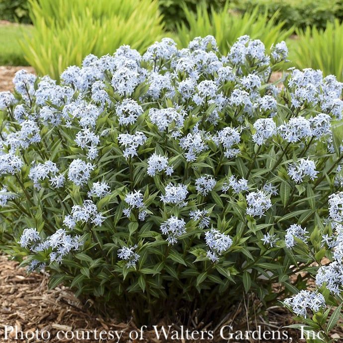 #1.5 Amsonia tab x rigida Starstruck/ Compact Bluestar Native (R)