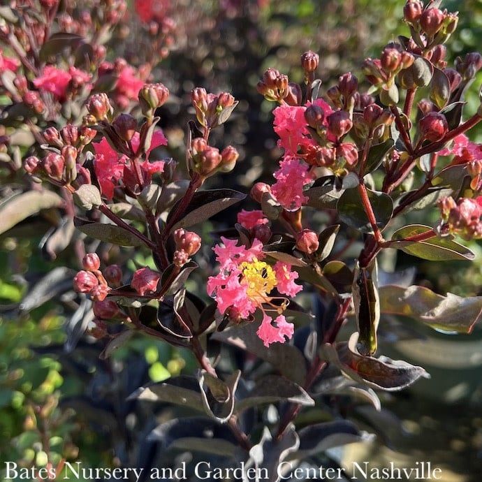 #3 Lagerstroemia ind PW Center Stage &#39;Coral&#39;/ Semi-dwarf Crape Myrtle