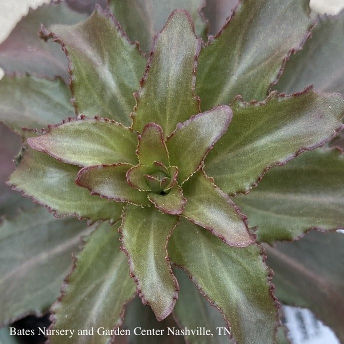 #1 Sedum telephium Dark Magic/ Stonecrop