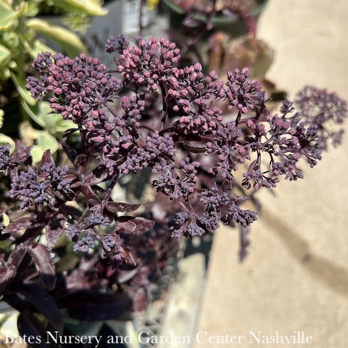 #1 Sedum telephium Dark Magic/ Stonecrop
