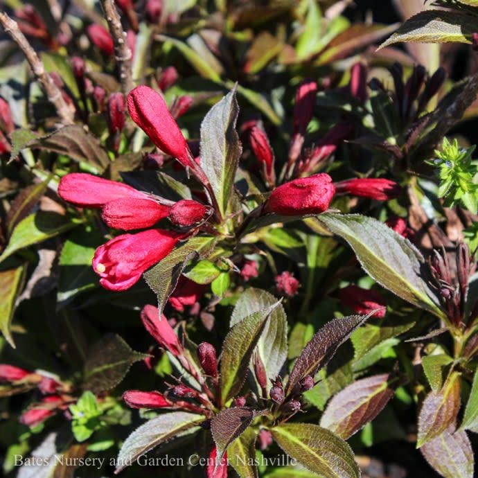 #3 Weigela x Electric Love/ Red