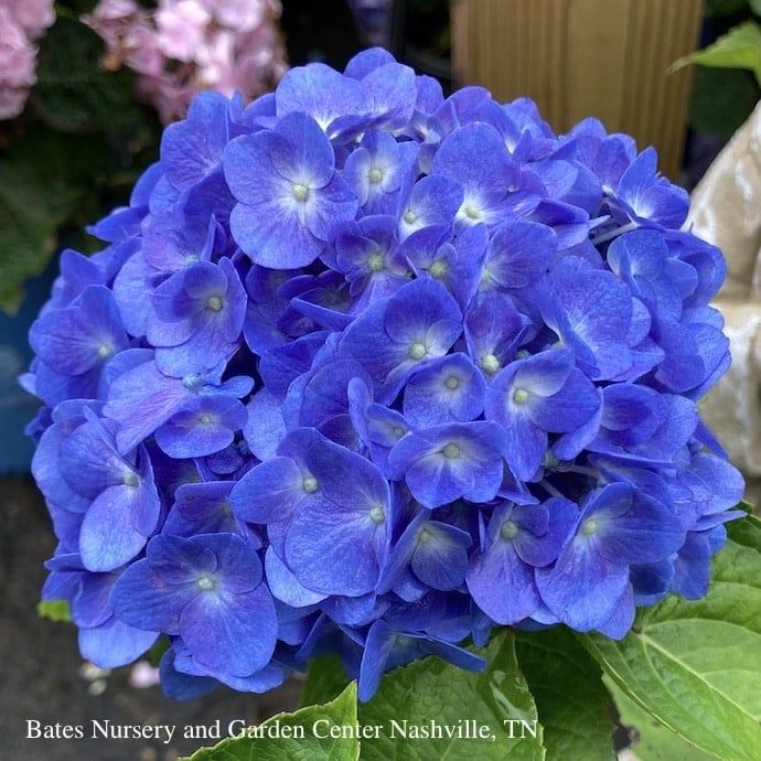 #7 Hydrangea mac PW Let's Dance 'Blue Jangles'/ Bigleaf/ Mophead Rebloom Blue to Pink