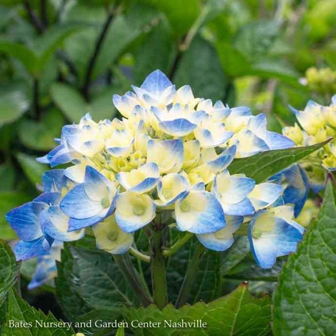 #7 Hydrangea mac PW Let's Dance 'Blue Jangles'/ Bigleaf/ Mophead Rebloom Blue to Pink