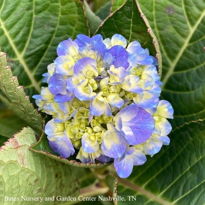 #7 Hydrangea mac PW Let's Dance 'Blue Jangles'/ Bigleaf/ Mophead Rebloom Blue to Pink