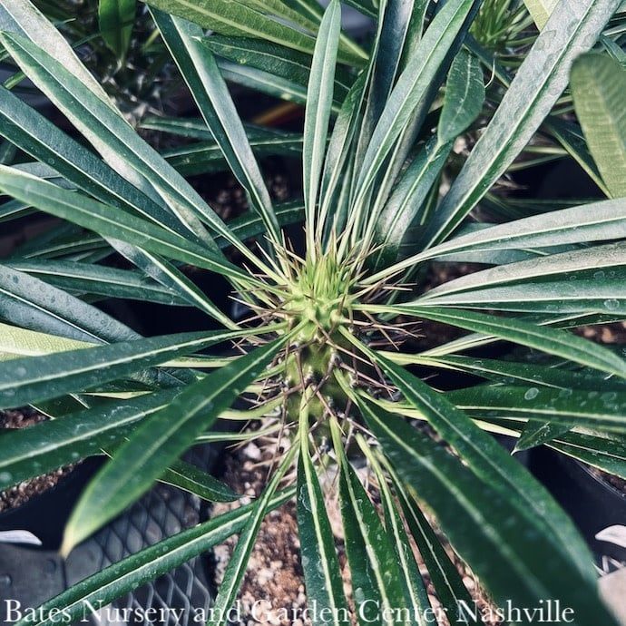 6p! Cactus Pachypodium lamerei /Madagascar Palm /Tropical