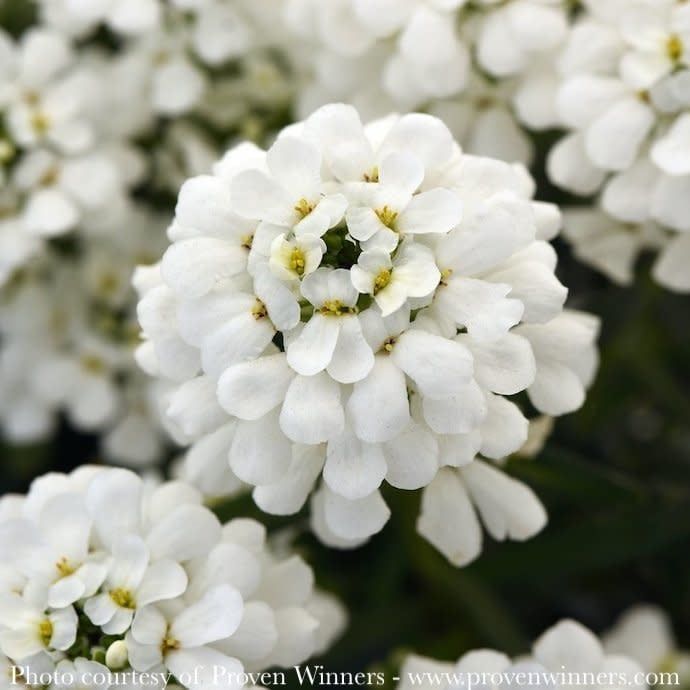 #1 Iberis semp PW Snowsation/ White Candytuft