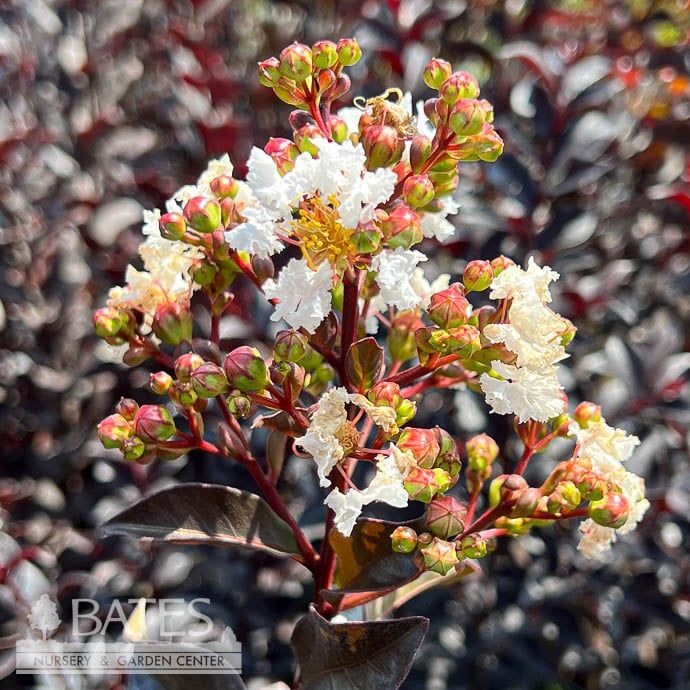 #3 Lagerstroemia Barista &#39;Like a Latte&#39;/ White Dwarf Crape Myrtle