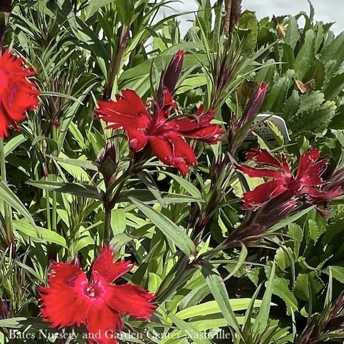 #1 Dianthus x Rockin&#39; Red