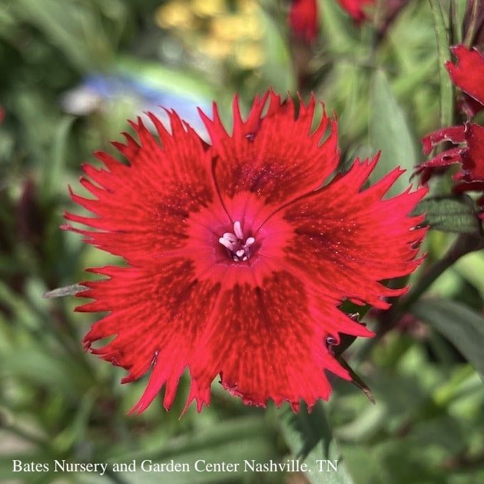 #1 Dianthus x Rockin&#39; Red